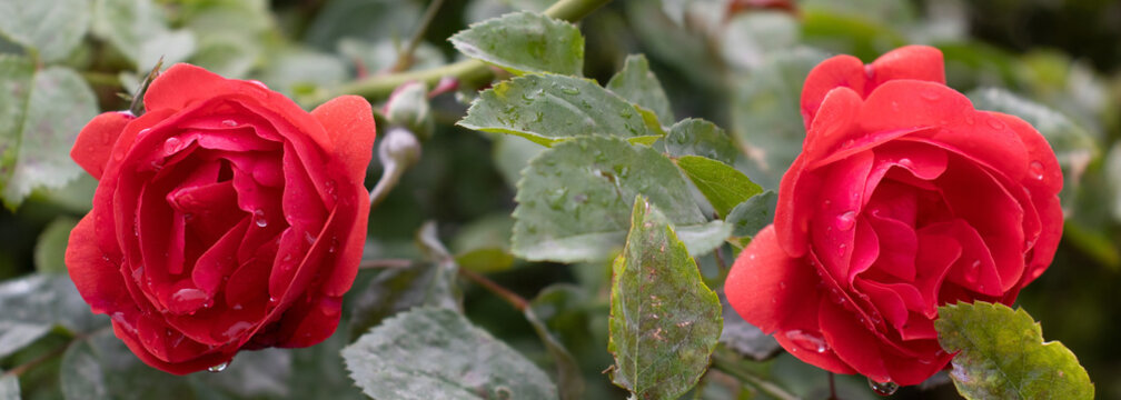 Two red roses bloom in a garden surrounded by green leaves after a light rain in spring season