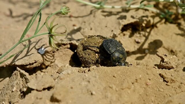 Close-up of dung beetle rolling ball of dung in sandy environment