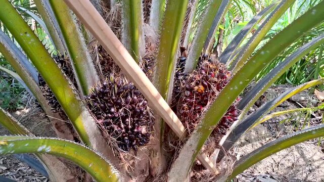 Long-handled harvesting chisel leaning against a short palm oil tree surrounded by ripe oil palm fruit bunches in a plantation.