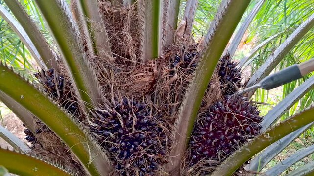Action shot of a harvesting chisel tool being positioned to cut down a heavy ripe oil palm fruit bunch from a palm tree.