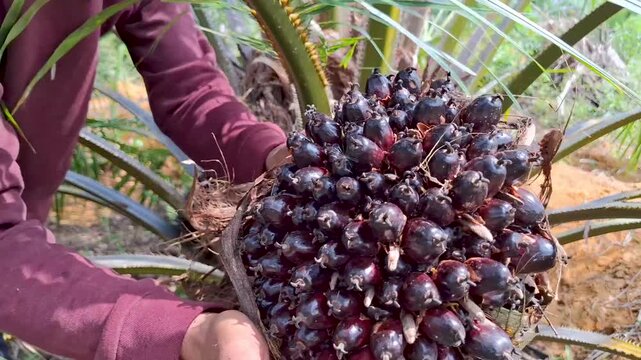 Medium close-up of a worker wearing a maroon sweater holding a heavy fresh oil palm fruit bunch with green palm fronds in the background.