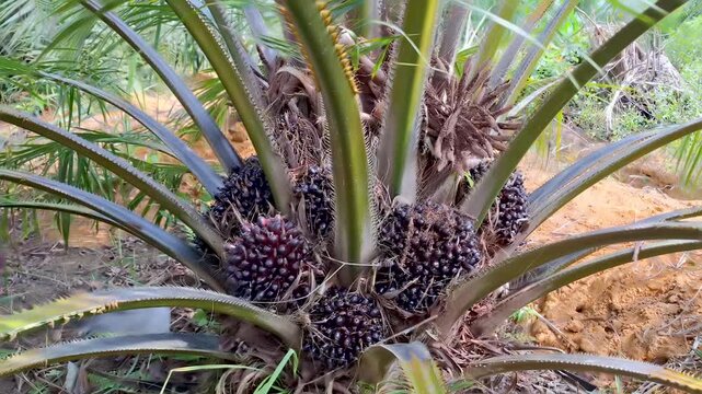 Wide angle view of a farmer using a manual harvesting chisel tool to cut down fresh ripe oil palm fruit bunches from a short oil palm tree in a tropical plantation field.