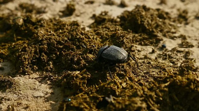 Close-up of dung beetle rolling dung in slow motion on sandy ground