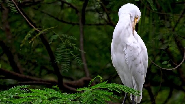White egret perched among green leafy forest branches