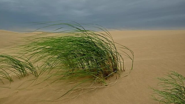 Grass sways gently in the wind across sandy desert landscape under cloudy sky