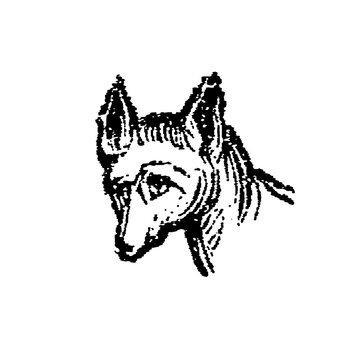 Jackal head with sharp ears and elongated snout, minimalist monochrome sketch, old vintage illustration, 1897.