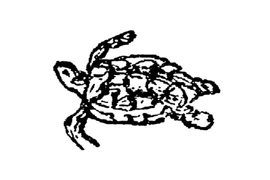 Sea turtle from engraving, old vintage illustration, 1897.
