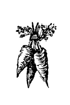 Three entwined carrots with leafy tops, tied at stems, old vintage illustration, 1897.