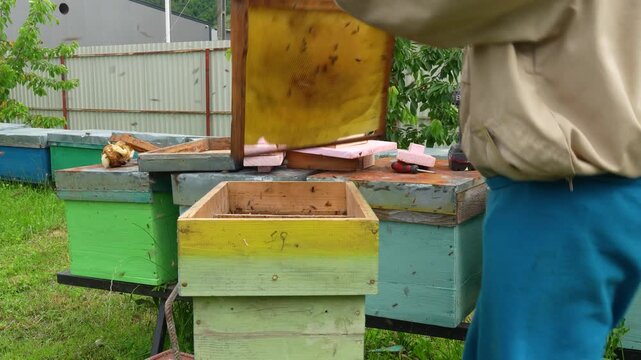 Close-up of a beekeeper shaking honey bees from a honeycomb frame into a wooden hive during a routine colony inspection in a traditional Romanian apiary