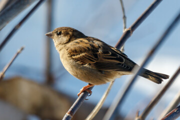 Obraz premium Small bird perches on thin branch against clear sky