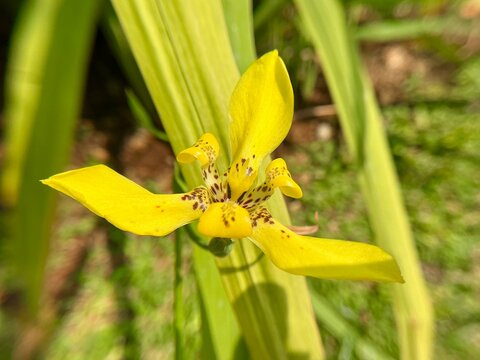 Macro close up of vibrant yellow Tecoma stans or yellow trumpetbush flowers blooming with fresh green leaves. Bright tropical flowers with trumpet shape in natural sunlight.