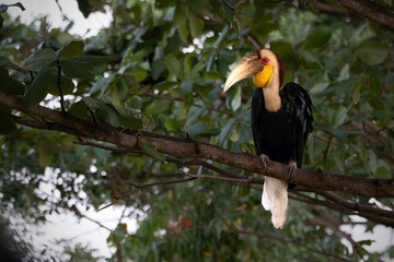 A magnificent wild Wreathed Hornbill (Rhyticeros undulatus) perching and stretching its wing on a tree branch in its natural tropical forest habitat. © Riadi