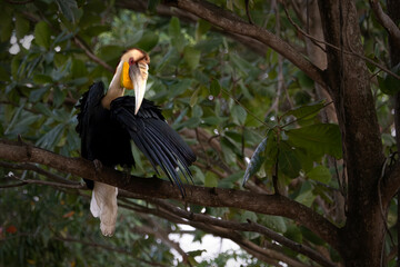 A magnificent wild Wreathed Hornbill (Rhyticeros undulatus) perching and stretching its wing on a tree branch in its natural tropical forest habitat. © Riadi