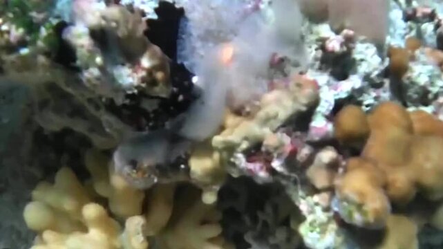 Translucent Nudibranch Crawling on Coral Reef &ndash; Marsa Alam, Las Cabanas