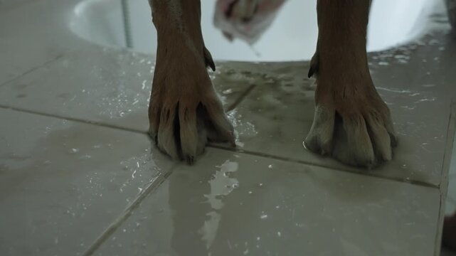 A woman washes large obedient dog in the bathtub