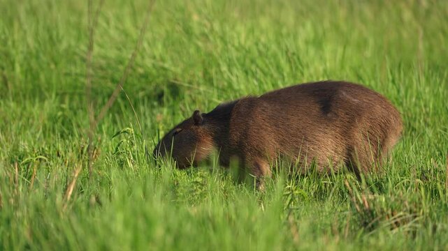 Greater capybara moves slowly through dense grass, feeding with its head down in natural daylight habitat, useful for wildlife behavior or ecology content.