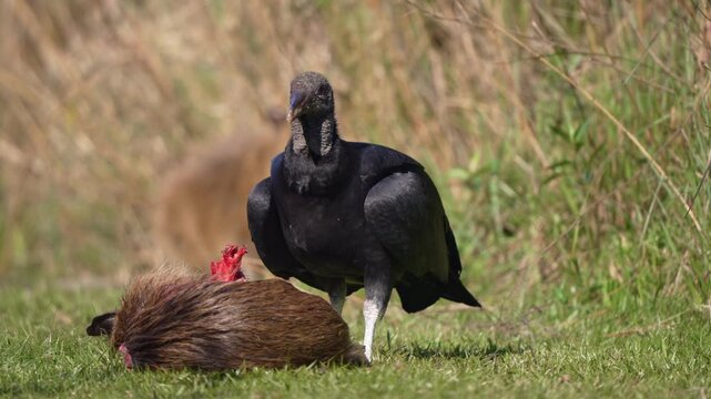 Black vulture Coragyps atratus tears flesh from a dead rodent on open grass, showing carrion feeding behavior in natural habitat.