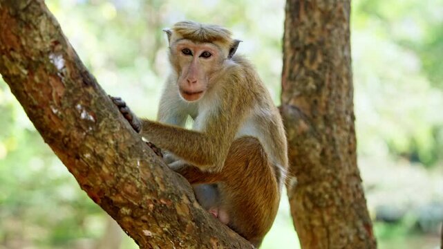 Close view of a toque macaque monkey resting on a tree trunk in Sri Lanka, its golden fur and expressive face lit by soft filtered sunlight.