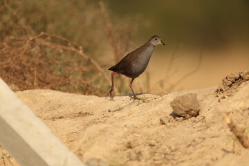 Obraz premium The brown crake (Zapornia akool), or brown bush-hen, is a waterbird in the rail and crake family (Rallidae) found in South Asia.