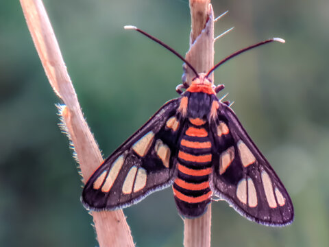 Close up of a vibrant tiger moth Amata huebneri with orange stripes on branch