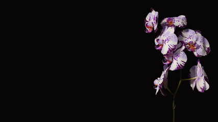 Fototapeta premium Blooming Phalaenopsis orchid and black background