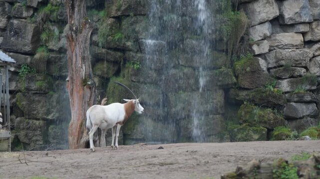 Scimitar oryx stands still near waterfall, zoo enclosure, Belgium.