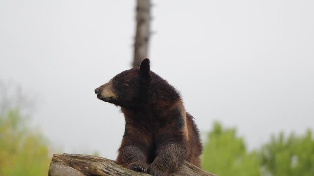 Static shot og Black bear perched on logs, turning head, calm overcast light, Belgium zoo.