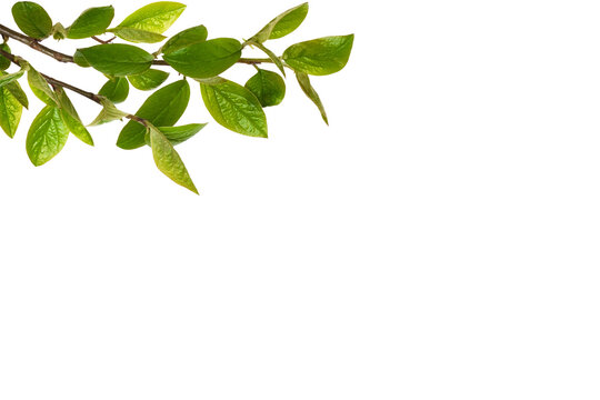 Fresh spring twigs of cotoneaster in a corner arrangement isolated on white or transparent background