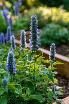 Soft morning light over a garden featuring blue hyssop flowers