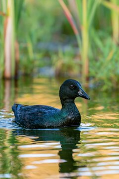 Solitary Cayuga duck gliding on a quiet wild pond among reeds