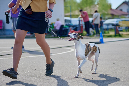A person walks their dog on a leash in a park during an outdoor event. People are gathered and cars are parked nearby