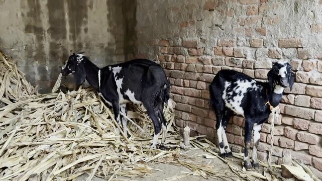 Two black and white goats grazing on dry fodder inside a rustic brick barn shown in this motion livestock footage