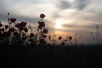 Silhouetted Poppy Flowers Moving in Wind Against Glowing Sunset Sky. © Elina Leonova