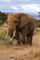 Fototapeta premium Eléphant d’Afrique,