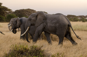 Fototapeta premium Eléphant d’Afrique,
