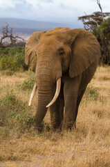 Fototapeta premium Eléphant d’Afrique,
