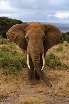 El&eacute;phant d&rsquo;Afrique,