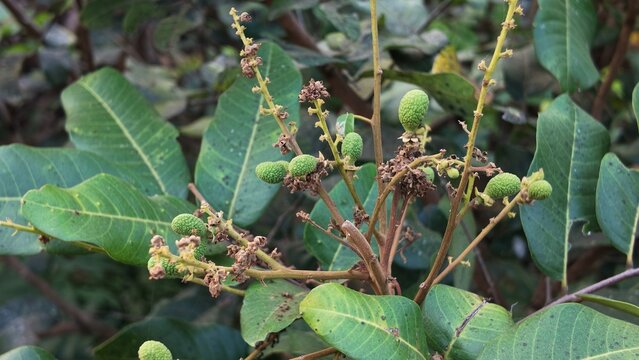 Close up view of young green longan fruits developing on the tree branches with green leaves.