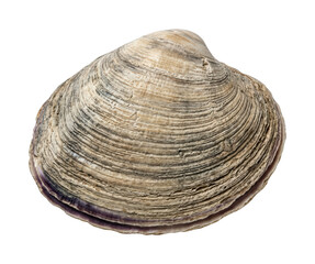 Textured clam png Natural shell cutout Ocean clam png Bivalve shell cutout Sea clam png Marine shell cutout Detailed clam png Brown shell isolated transparent background image © maruf