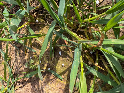 Prills of fertiliser on dry soil next to a cereal crop, England, United Kingdom