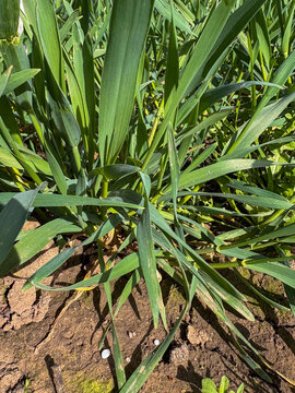 Prills of fertiliser on dry soil next to a cereal crop, England, United Kingdom