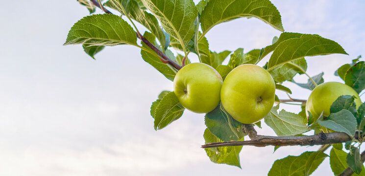 Fresh green apples ripening on a leafy branch in an orchard, symbolizing natural growth, healthy eating, and sustainable agriculture in a summer season landscape