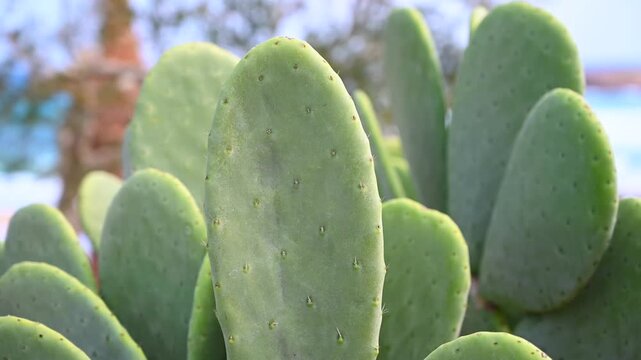 Close up shot of vibrant green prickly pear cactus pads in sunny coastal garden.