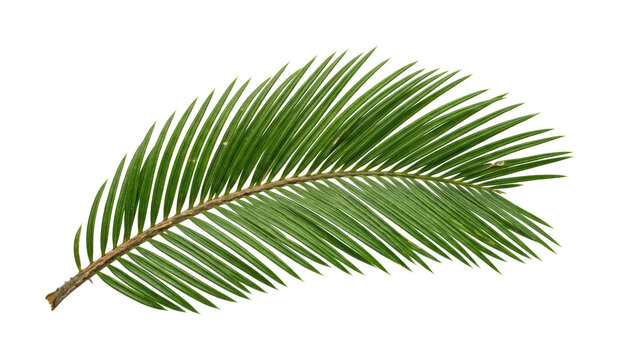 Vibrant palm leaf png green palm frond cutout tropical leaf png realistic foliage cutout lush palm branch png detailed palm leaf cutout isolated transparent background image