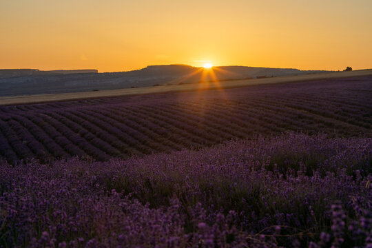 Lavender field at sunset with blooming purple flowers growing in agricultural rows under a bright golden evening sky in Provence France