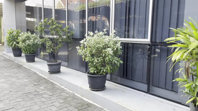 Row of Green Potted Plants Decorating Outdoor Building Terrace