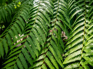 Lush Green Fern Leaves in Dappled Forest Sunlight  © sasoriprastyo