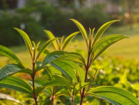 Green lean sunshine light from background