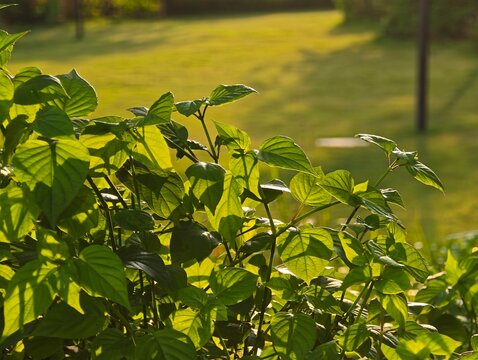 Green lean sunshine light from background