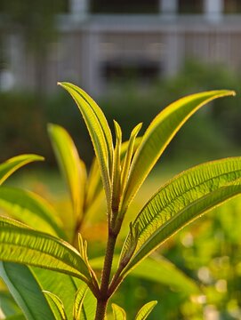 Green lean sunshine light from background